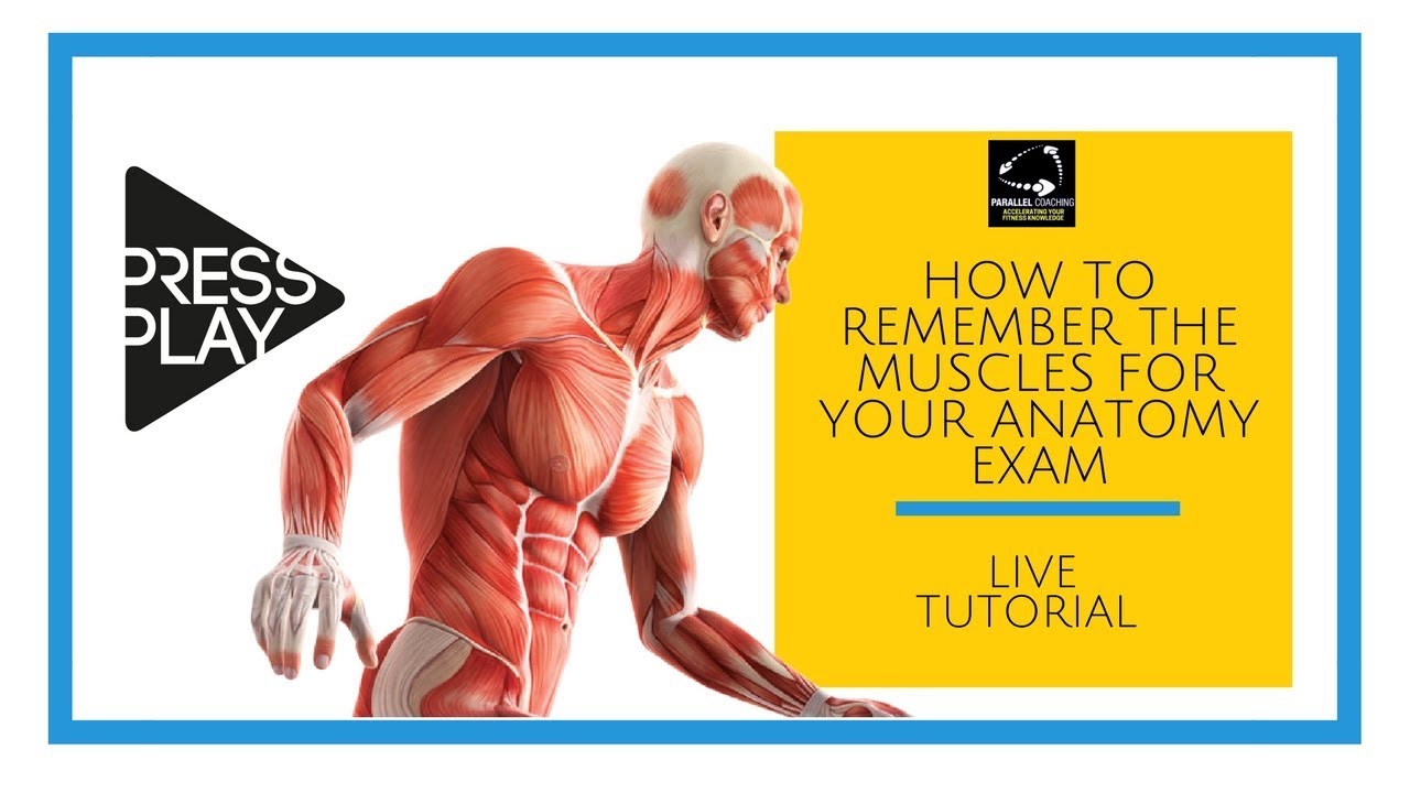 learning muscles easy